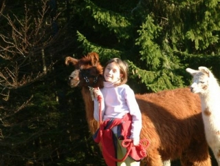  农场的美洲驼和羊驼 